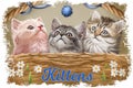 Fluffy kittens in wicker basket with spring daffodil flowers. Pussy cats angora and ragdoll kitten, siberian cat and blue toy for