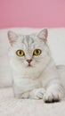 Fluffy kitty looking at camera on pink background, front view. Vertical. Cute young short hair white cat sitting in front of pink