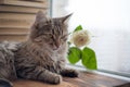 A fluffy kitty is lying among the books on the window. rose on the background of wet glass windows on the street rain