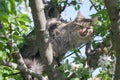 A fluffy kitty on a tree, a cat on a blooming apple tree against a blue sky, a fluffy green-eyed kitty. Royalty Free Stock Photo