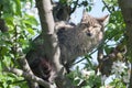 A fluffy kitty on a tree, a cat on a blooming apple tree against a blue sky, a fluffy green-eyed kitty. Royalty Free Stock Photo