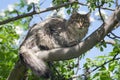 A fluffy kitty on a tree, a cat on a blooming apple tree against a blue sky, a fluffy green-eyed kitty. Royalty Free Stock Photo