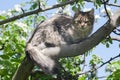 A fluffy kitty on a tree, a cat on a blooming apple tree against a blue sky, a fluffy green-eyed kitty. Royalty Free Stock Photo