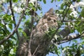 A fluffy kitty on a tree, a cat on a blooming apple tree against a blue sky, a fluffy green-eyed kitty. Royalty Free Stock Photo