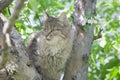 A fluffy kitty on a tree, a cat on a blooming apple tree against a blue sky, a fluffy green-eyed kitty. Royalty Free Stock Photo