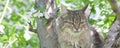 A fluffy kitty on a tree, a cat on a blooming apple tree against a blue sky, a fluffy green-eyed kitty. Royalty Free Stock Photo