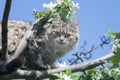 A fluffy kitty on a tree, a cat on a blooming apple tree against a blue sky, a fluffy green-eyed kitty. Royalty Free Stock Photo