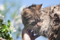 A fluffy kitty on a tree, a cat on a blooming apple tree against a blue sky, a fluffy green-eyed kitty. Royalty Free Stock Photo