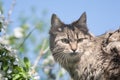 A fluffy kitty on a tree, a cat on a blooming apple tree against a blue sky, a fluffy green-eyed kitty. Royalty Free Stock Photo