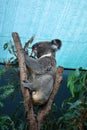 Fluffy Koala eating eucalyptus on a tree under the roof Royalty Free Stock Photo