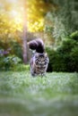 Fluffy large Maine Coon cat walks on evening summer green lawn in park and looks at the camera. Royalty Free Stock Photo