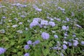 Fluffy lavender blue flowers of Ageratum houstonianum