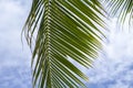 Fluffy leaf of coco palm tree on blue sky background. Tropical nature photo. Tropical sky view. Royalty Free Stock Photo