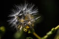 Fluffy Lettuce Seeds Royalty Free Stock Photo