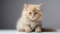 Kitten Poses on White Surface With Gray Background During Daytime Royalty Free Stock Photo