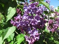 Fluffy lilac background close up Royalty Free Stock Photo