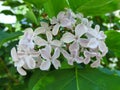 Fluffy lilac background close up Royalty Free Stock Photo