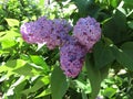 Fluffy lilac background close up Royalty Free Stock Photo