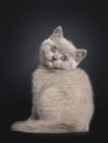 Lilac British Shorthair kitten on black Royalty Free Stock Photo