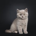 Lilac British Shorthair kitten on black Royalty Free Stock Photo