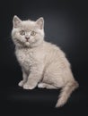 Lilac British Shorthair kitten on black Royalty Free Stock Photo