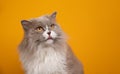 fluffy lilac white british longhair cat with yellow eyes Royalty Free Stock Photo