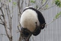 Little Baby Panda Cubin Wolong Panda Breeding Center, China