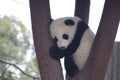 Little Baby Panda Cubin Chengdu Panda Breeding Center, China