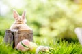 Fluffy,little bunny in wooden basket with easter eggs and beautiful light green nature background in spring sitting with the back