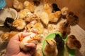 Fluffy little chicken lies in a female hand against the background of a box with chickens Royalty Free Stock Photo