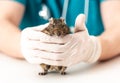 Degu loves to be hold in hand of vet