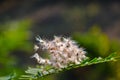 Fluffy little ironweed flower stuck on leaf Royalty Free Stock Photo