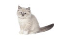 Funny cute kitten sitting on a white background