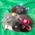 Fluffy little kittens Royalty Free Stock Photo