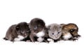 Fluffy little kittens Royalty Free Stock Photo