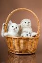 Fluffy little kittens
