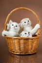 Fluffy little kittens Royalty Free Stock Photo
