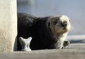 Fluffy Little Otter Royalty Free Stock Photo