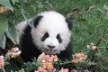 Playful Panda Cub in Chengdu Panda Base,China