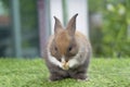 Fluffy little rabbit bunny standing on own leg green grass in spring summer background. Infant dwarf bunny brown white rabbit Royalty Free Stock Photo