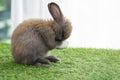 Fluffy little rabbit bunny standing on own leg green grass in spring summer background. Infant dwarf bunny brown white rabbit Royalty Free Stock Photo