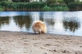 Fluffy little red dog drinks water from lake