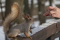 Fluffy little red squirrel reaches for food in the human hand Royalty Free Stock Photo