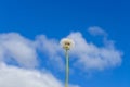 Fluffy lonely dandelion against the blue sky with clouds. Royalty Free Stock Photo