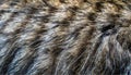 a fluffy long cat hair animal allergy pattern natural feline kitty striped animal pet animals allergic close-up cats furry coat Royalty Free Stock Photo