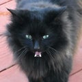 Black Cat Yawn Royalty Free Stock Photo