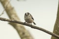 Fluffy Long Tailed Tit aegithalos caudatus perched on branch against blurred snowy background