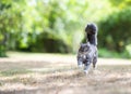 Fluffy longhair cat running in garden Royalty Free Stock Photo