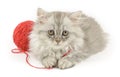Fluffy longhair kitten with red clew