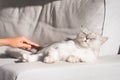 Fluffy longhaired cat is very happy to be brushed. Man combing his lovely pet. Comb brush for pets Royalty Free Stock Photo